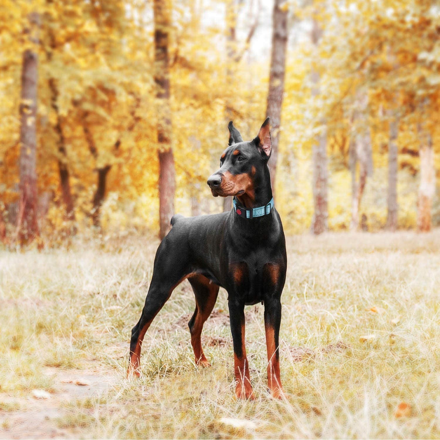 Reflective Martingale Dog Collar – Quick-Release Training Collar