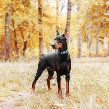 Reflective Martingale Dog Collar – Quick-Release Training Collar
