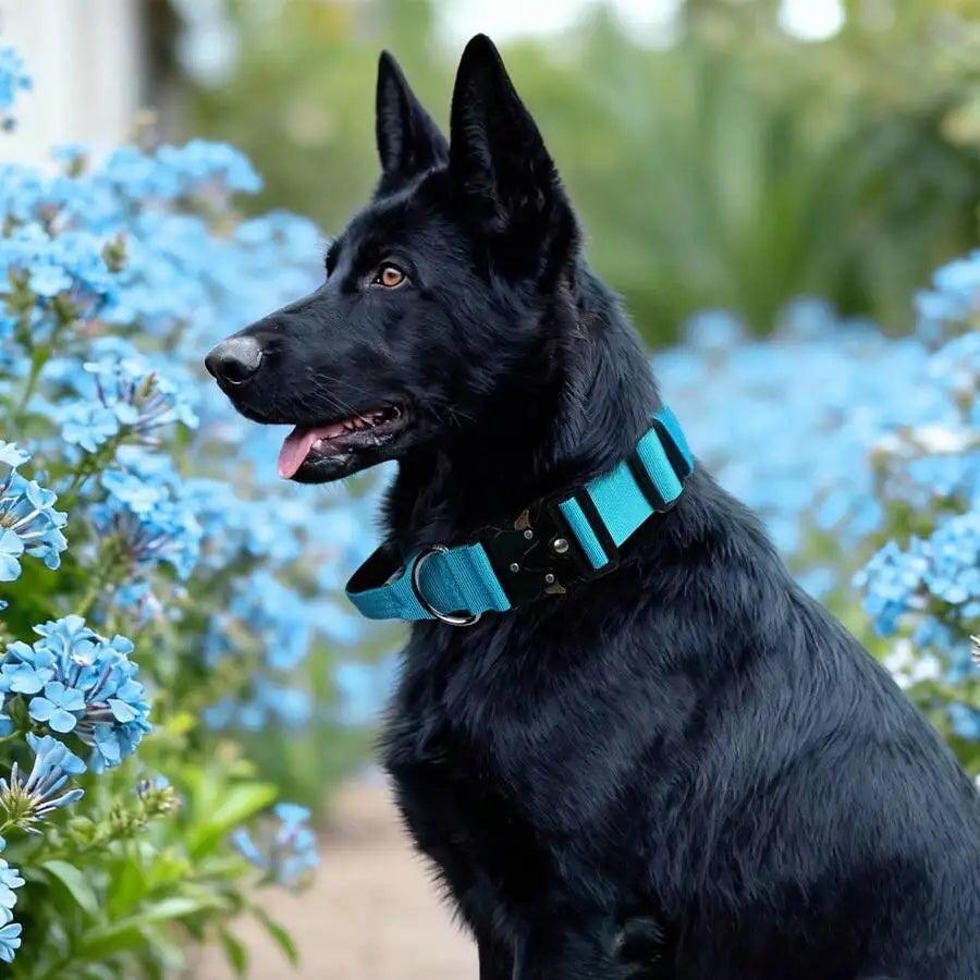 Adjustable Tactical Dog Collar with Handle for Medium and Large Dog Breeds Such as Pit Bull, German Shepherd, Labrador, Golden R